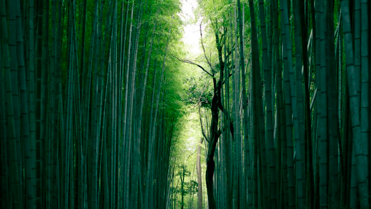 suelos de tarima maciza bambú
